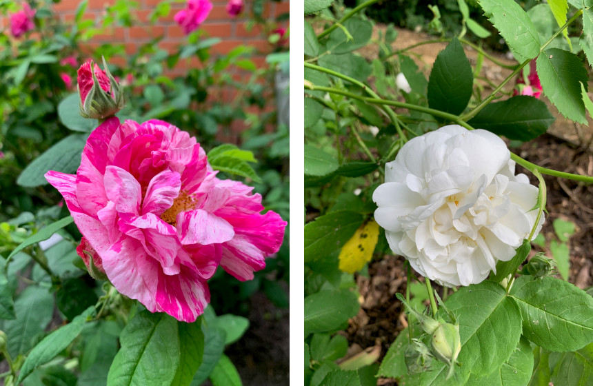 alma de laigle rosen