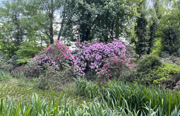 Rhododendrongarten