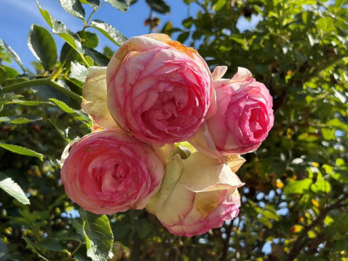 Garten Anita Böhm-Krutzinna