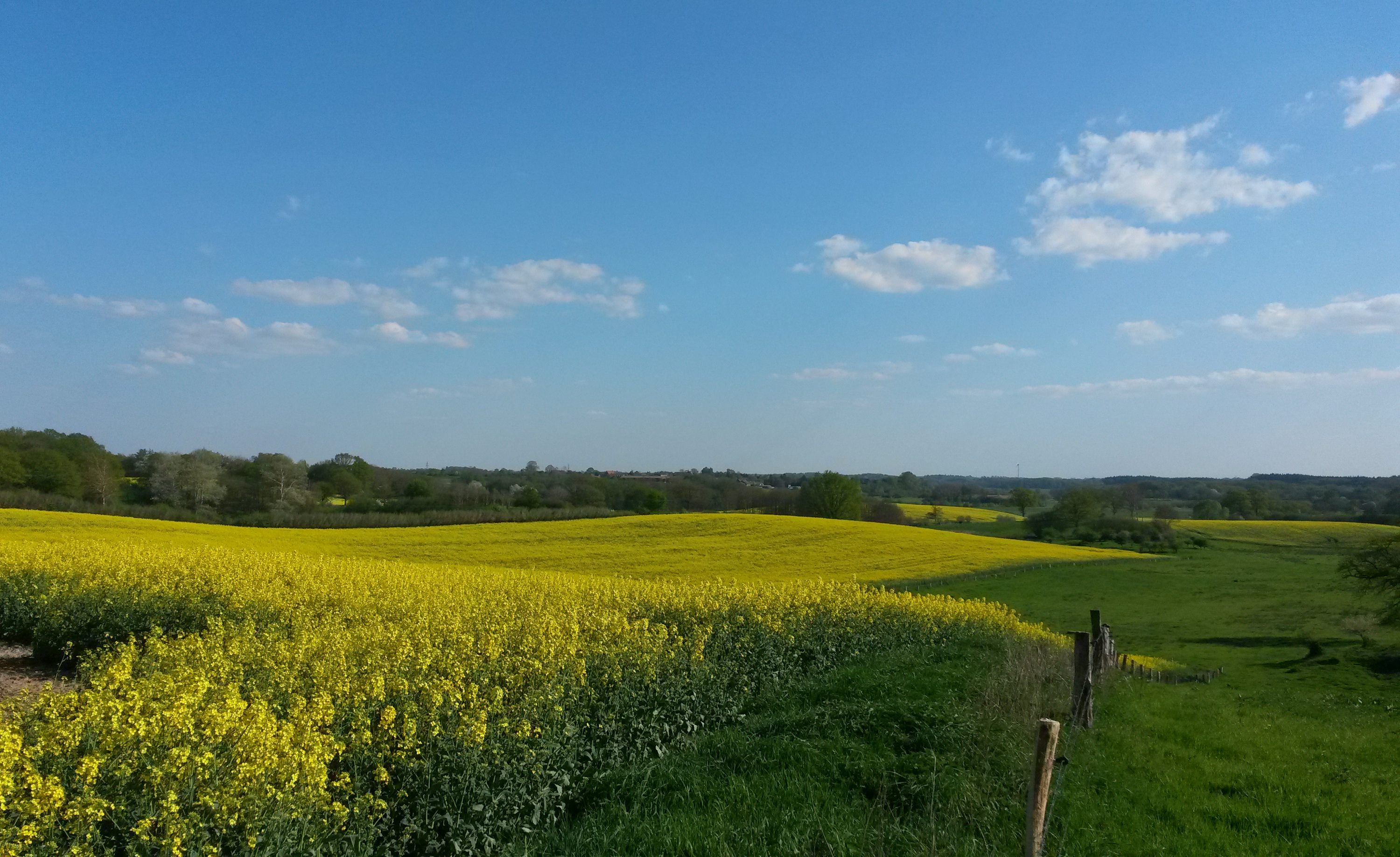 Weite Landschaft und Knicks